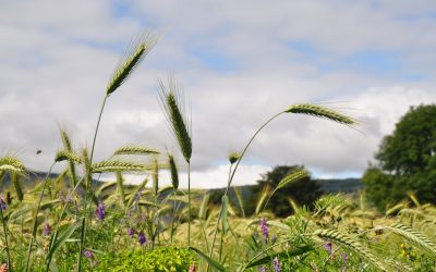 Hilly Surprises Around Lough Derg